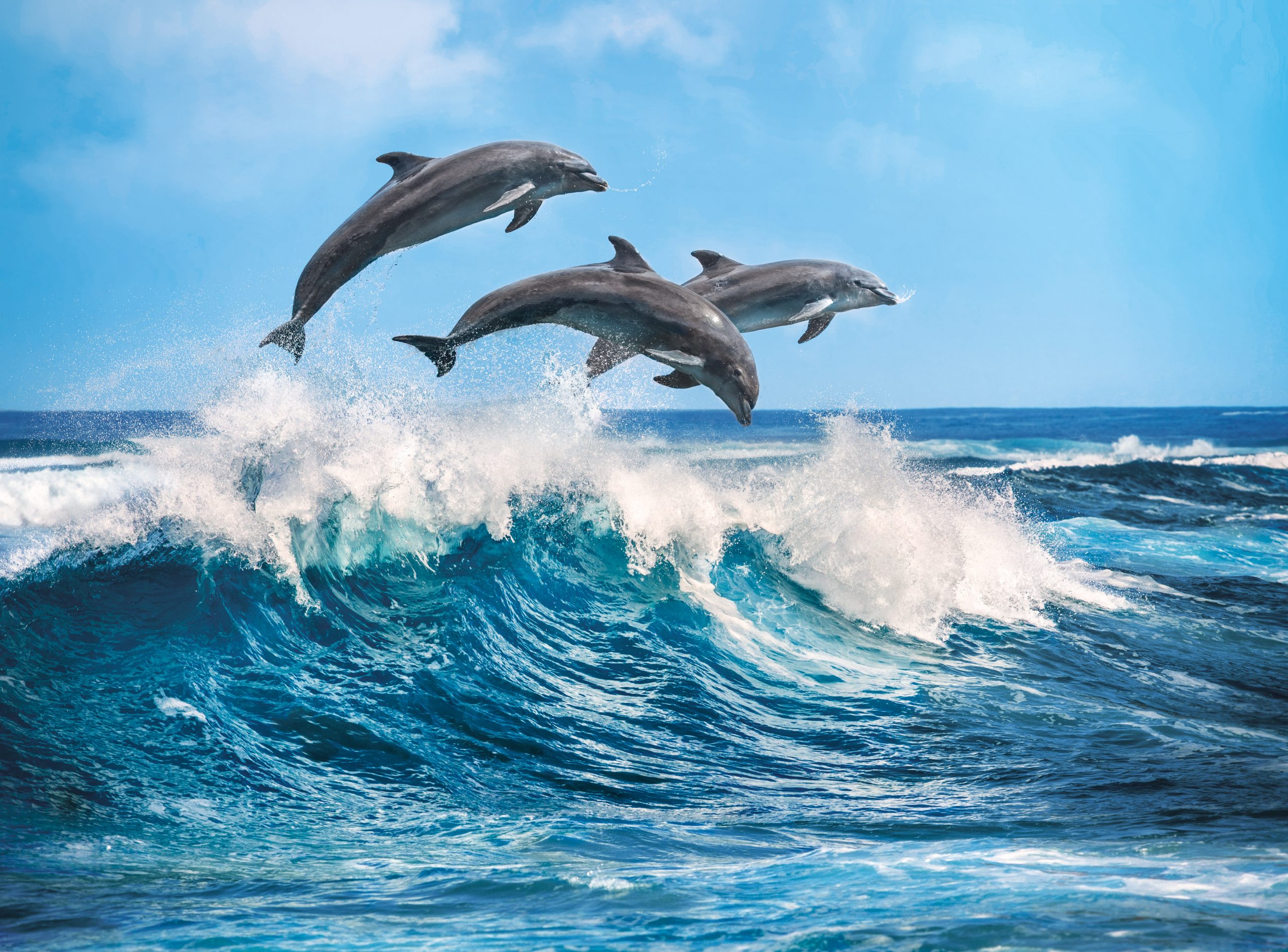 dolphin turkey